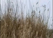 开云体育-俄罗斯游泳选手创造新纪录